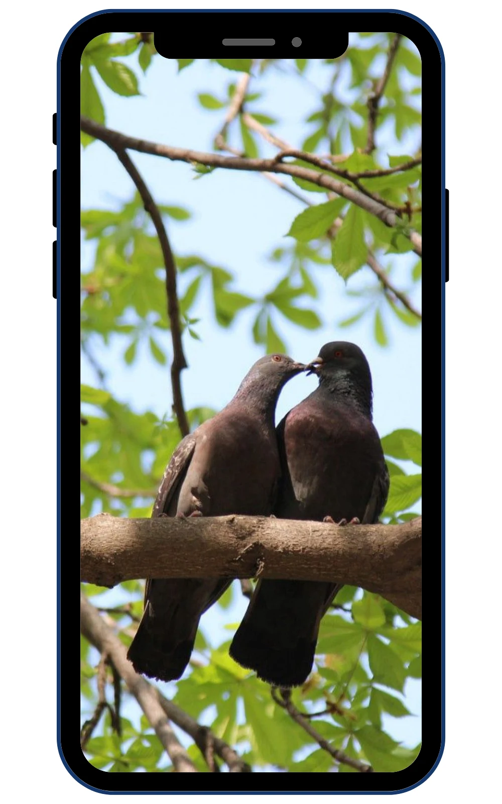Pigeon Wallpapers screenshot