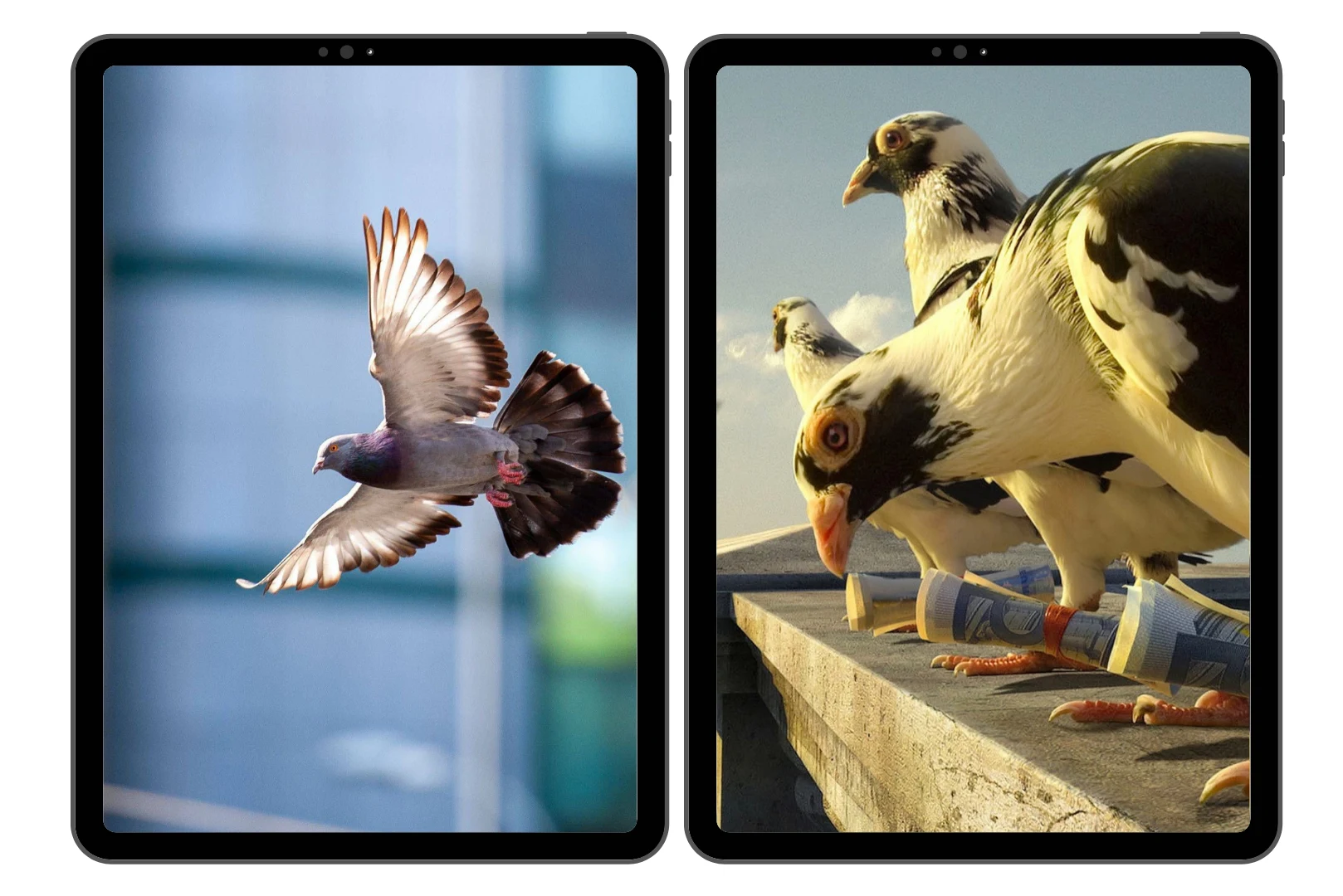 Pigeon Wallpapers screenshot