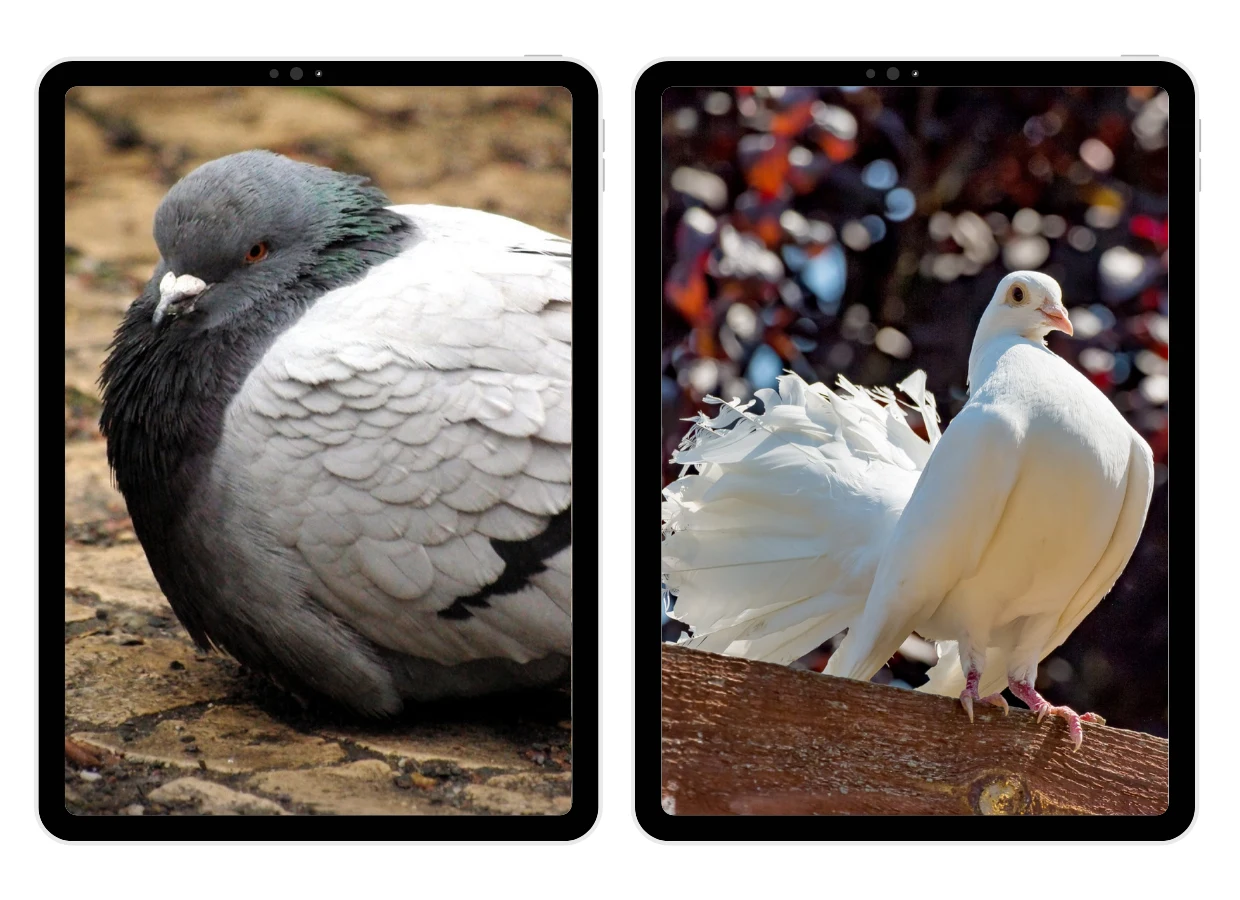 Pigeon Wallpapers screenshot