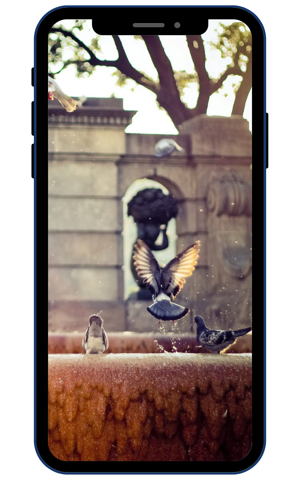 Pigeon Wallpapers screenshot