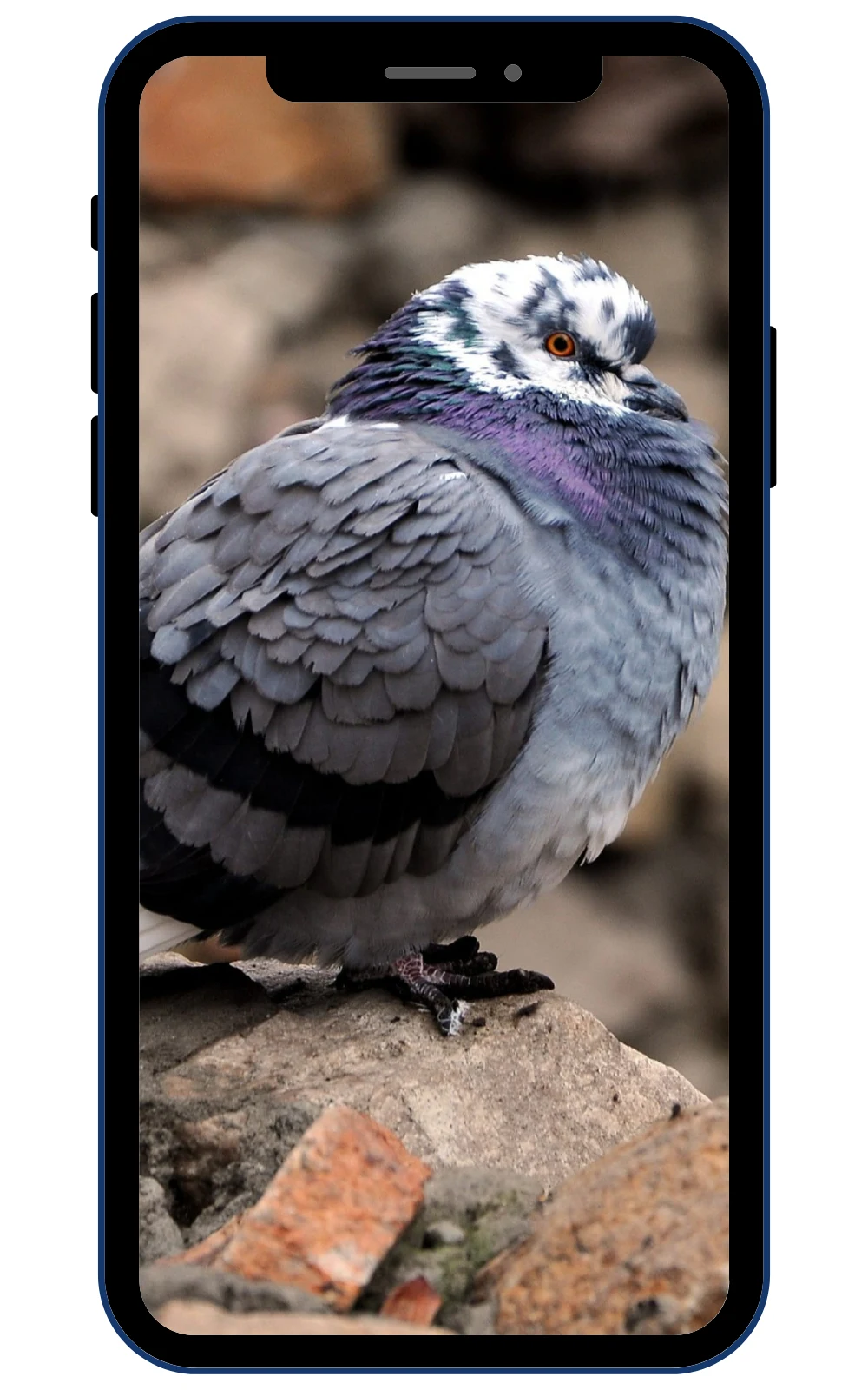 Pigeon Wallpapers screenshot