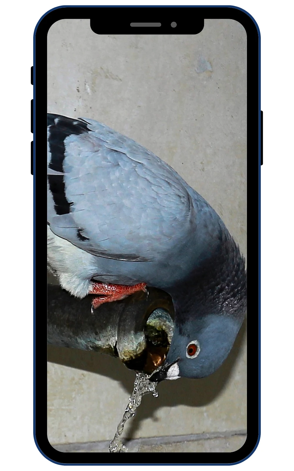 Pigeon Wallpapers screenshot